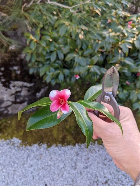 種茶花|初心者でも楽しめる！茶花の基本と育て方 